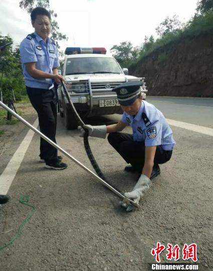图为被民警抓获的眼镜蛇。永仁县森林公安 摄
