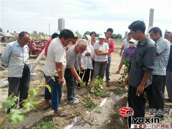 新疆兵团第七师一二九团九连建设标准化厂字
