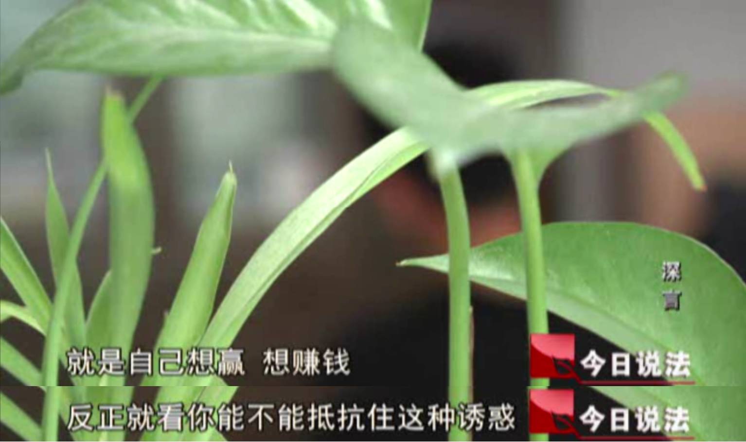 今日说法 | 理财 产品让你破产,美女网聊敢接招