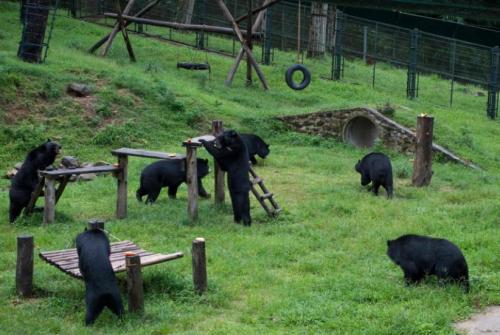 越南将营救逾1000只熊 以终结熊胆汁买卖交易