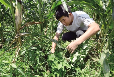 去读大学之前 我要多帮家里干点活|红林|诸佛|彭