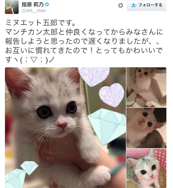 日本迎空前养猫热潮 政界担忧国家回归猫型社