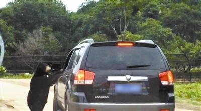 游客向窗外扔食物