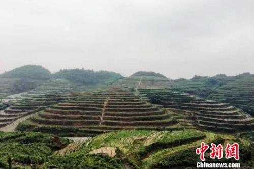 资料图:贵州福泉通过山地农业带动农户脱贫。 杨云 摄