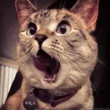 快乐柠檬\贡茶\COCO等网红奶茶成分大揭秘!知