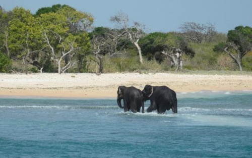 两头大象获救。 图片来源：法新社