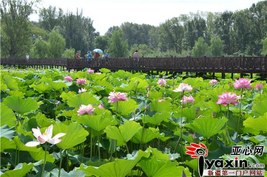 新疆五家渠市第十三届荷花节观鸟节在青格达湖