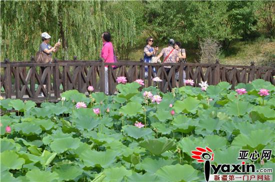 新疆五家渠市第十三届荷花节观鸟节在青格达湖