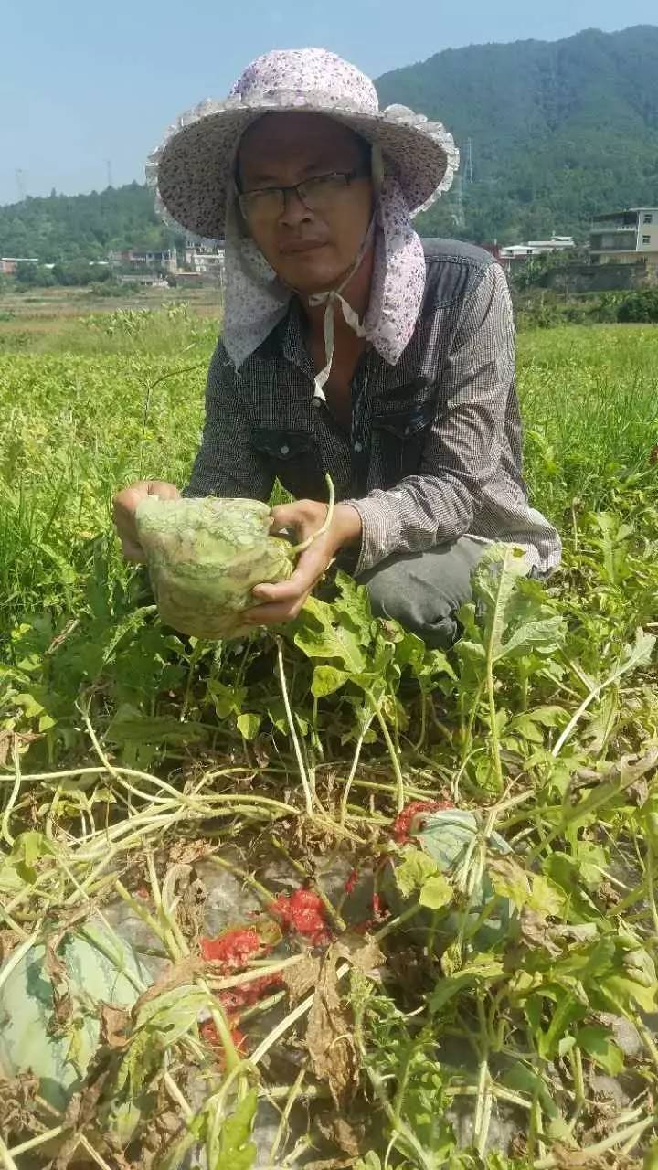 赞!万斤西瓜滞销愁坏瓜农,本报员工10分钟众