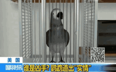 男子遭枪击身亡妻子昏迷 鹦鹉开口道出