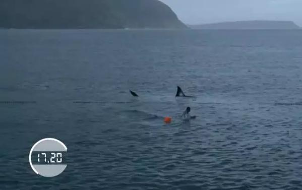 深感无敌是多么寂寞的菲尔普斯,和大白鲨来了