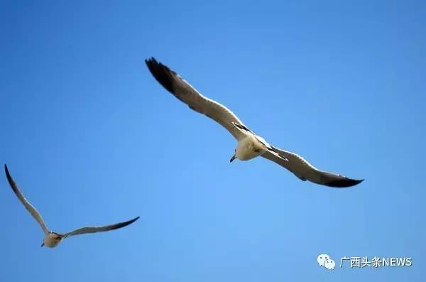 今年广西企业100强名单公布,哪个市上榜最多?