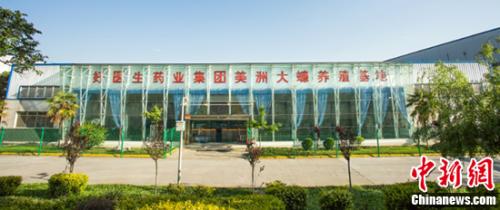 发掘美洲大蠊药用科研价值 好医生药业推动持