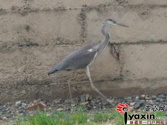 独山子石化:环保工作到位引来国家二级保护动