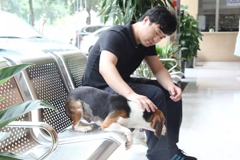 【便民】狗狗如何办免疫证明?官方流程来了(附