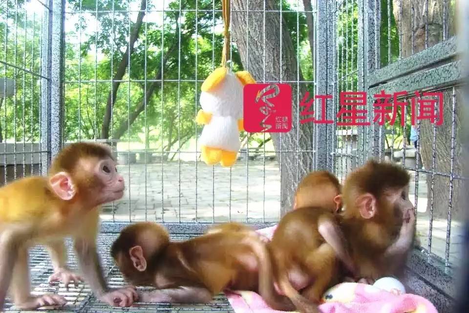 ▲可爱的小猕猴 受访者供图