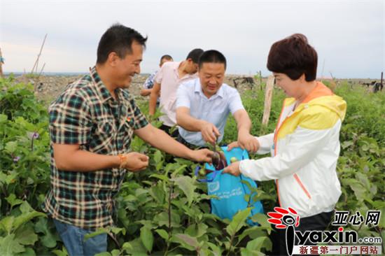 新疆吉木萨尔县农村蔬菜采摘园迎来采摘高峰|