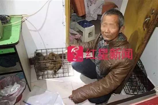 ▲犯罪嫌疑人指认非法买卖来的猕猴,被抓获的四名嫌疑人均来自“猴戏之乡”河南新野。 成都市森林公安局供图