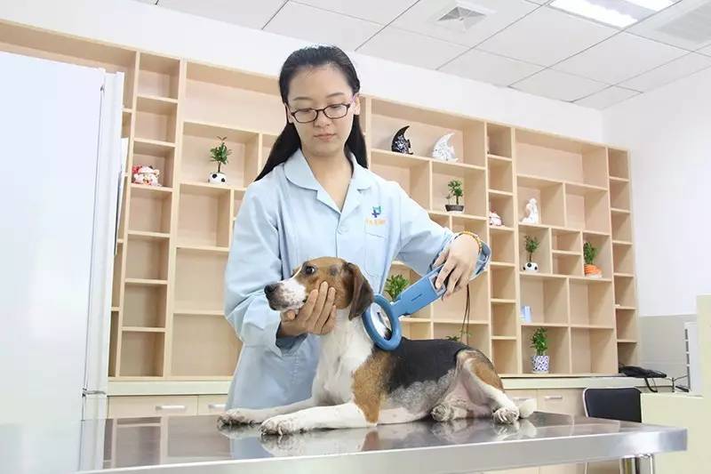 【便民】狗狗如何办免疫证明?官方流程来了(附