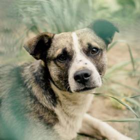 【便民】狗狗如何办免疫证明?官方流程来了(附