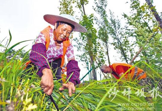 多数快递员没拿过高温补贴,谁该为快递员多留