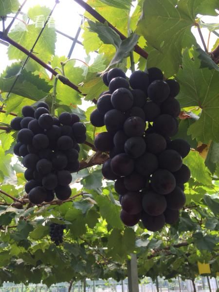 浦东育出葡萄树之王 一棵藤产值超万元|葡萄|浦