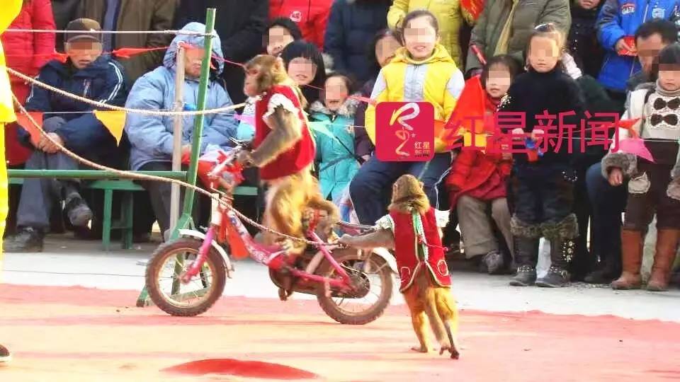 ▲耍猴现场 受访者供图