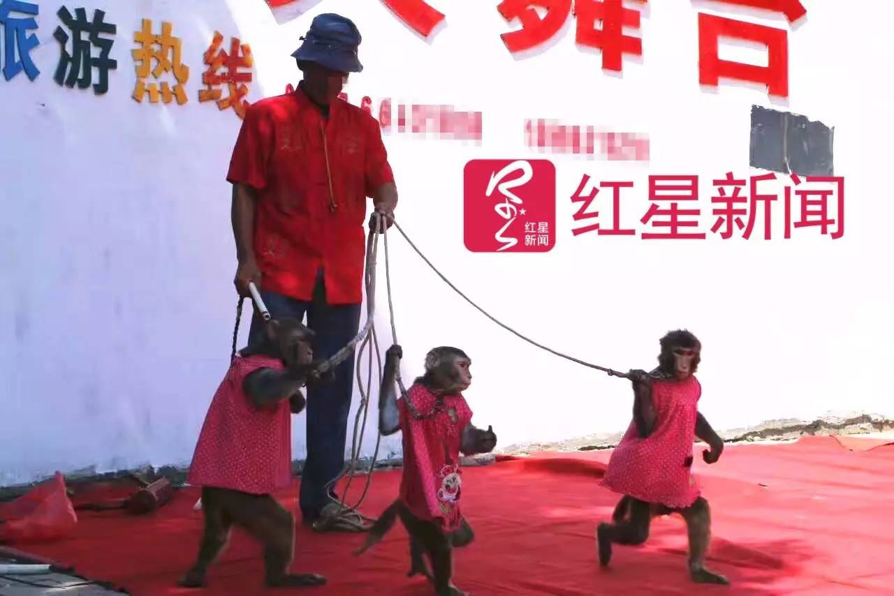 ▲耍猴人 受访者供图