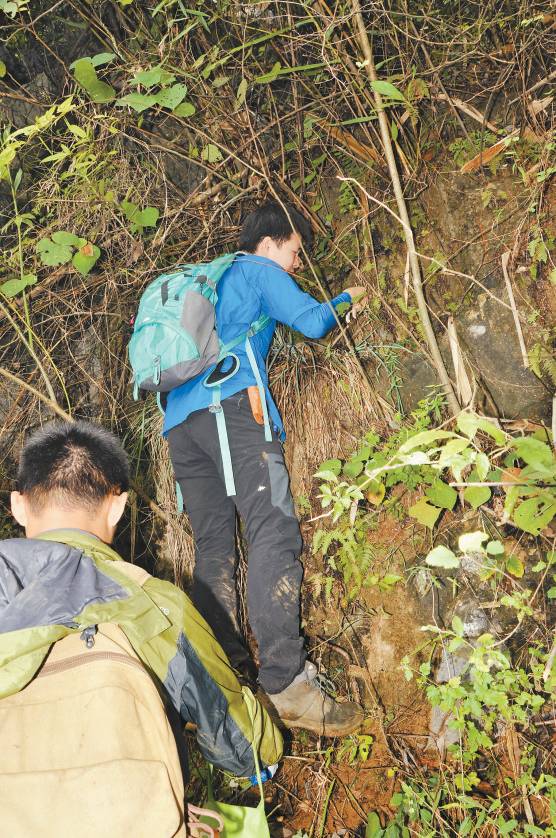 哇!这套书基本摸清了深圳植物资源的家底|植物
