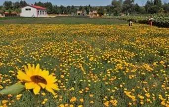 【文旅山西】太原青草坡乡村庄园 一个藏有你