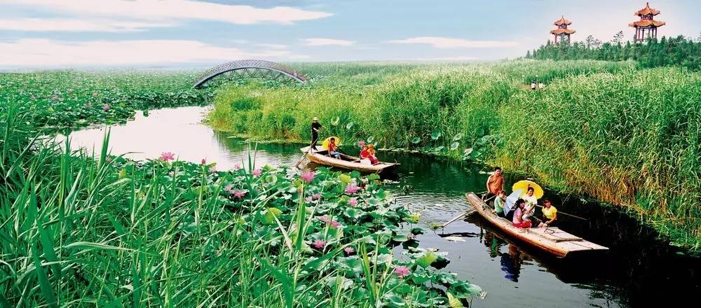 修复白洋淀在行动!确保一泓清池安全秀美!|白洋