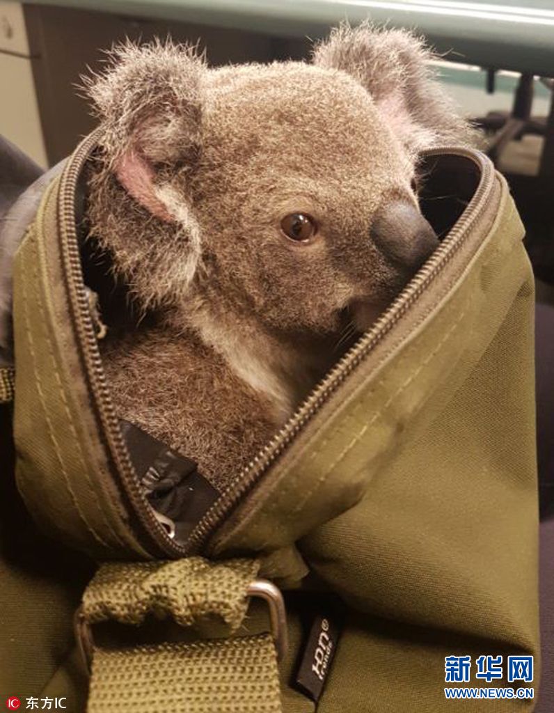 考拉图片大全集 9U_5-fyiphwc2790561.jpg