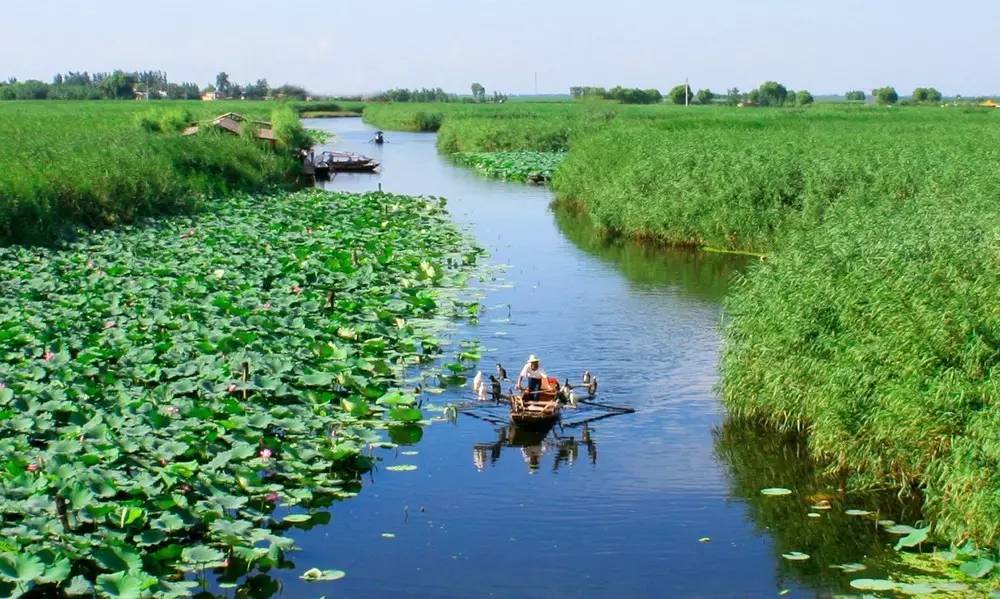 修复白洋淀在行动!确保一泓清池安全秀美!|白洋