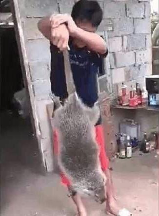 男子在家捕获巨型老鼠,重达27斤