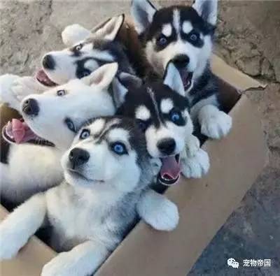 哈士奇小时候图片_哈士奇串串_阿拉斯加犬和哈士奇-圈子花园图片