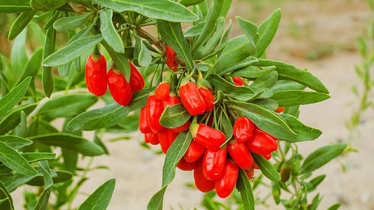 暑假旅行必去之地,攻略拿好!|青海|青海湖|旅游