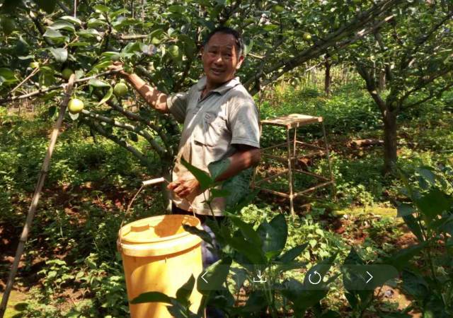 1块一斤!安宁红梨遇史上最低价!果农哭了:往年