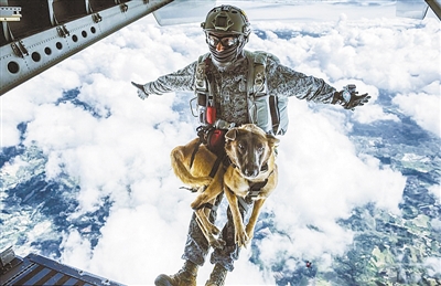 搜救犬从4300米 高空跳伞|跳伞|玛伦|军犬