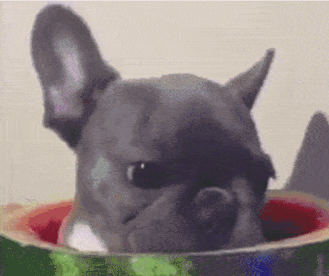 壁纸 动物 狗 狗狗 464_390 gif 动态图 动图