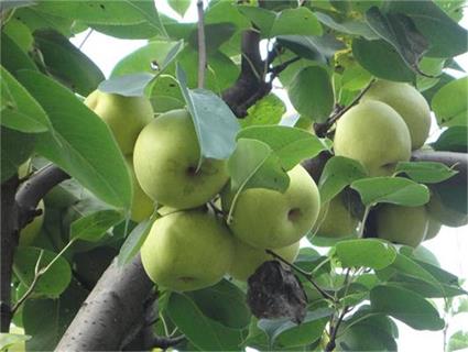 铜梁大庙镇:东山优质梨子喜获丰收|东山|大庙镇