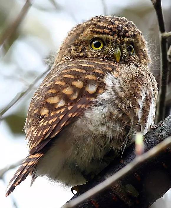 养一只和猫一样萌的猫头鹰当宠物是什么体验?