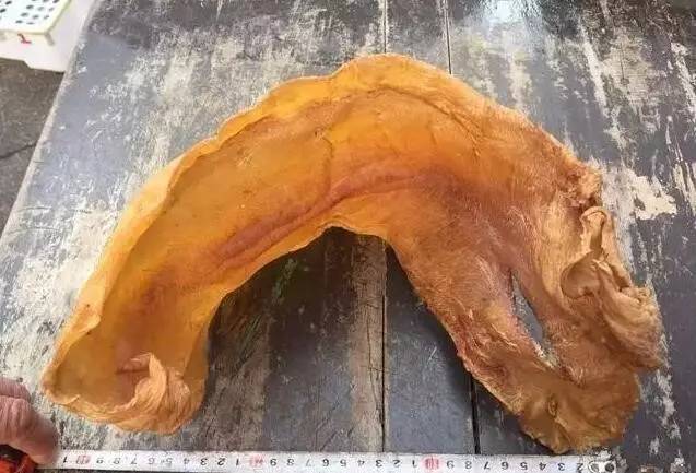 一百多斤毛鲿鱼中取出的鱼胶，收藏三十多年还能再吃吗？