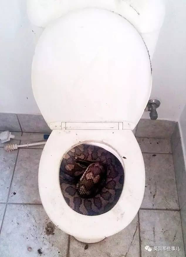 感受完澳洲的彪悍大蜘蛛,海南人表示,这真是毛