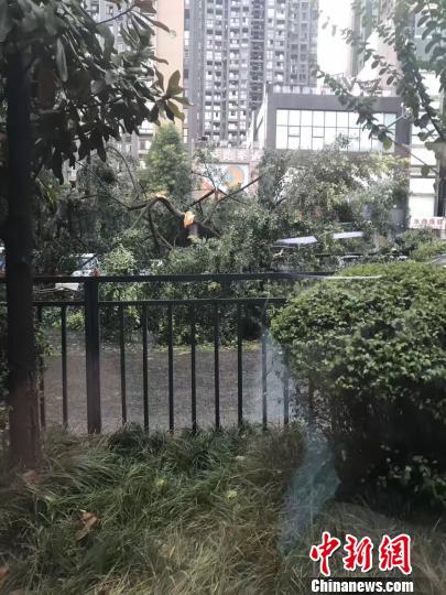 图为狂风暴雨将树木拦腰吹断。 钟欣 摄 重庆市气象台发布强对流天气警报 狂风暴雨袭击主城
