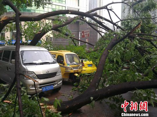 图为行道树被吹断后倒在路边。 钟欣 摄 重庆市气象台发布强对流天气警报 狂风暴雨袭击主城