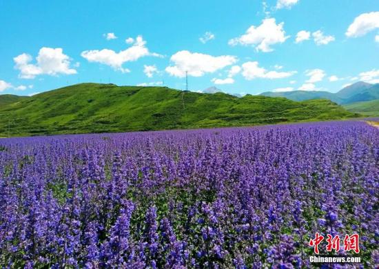 资料图:薰衣草。杨智 摄