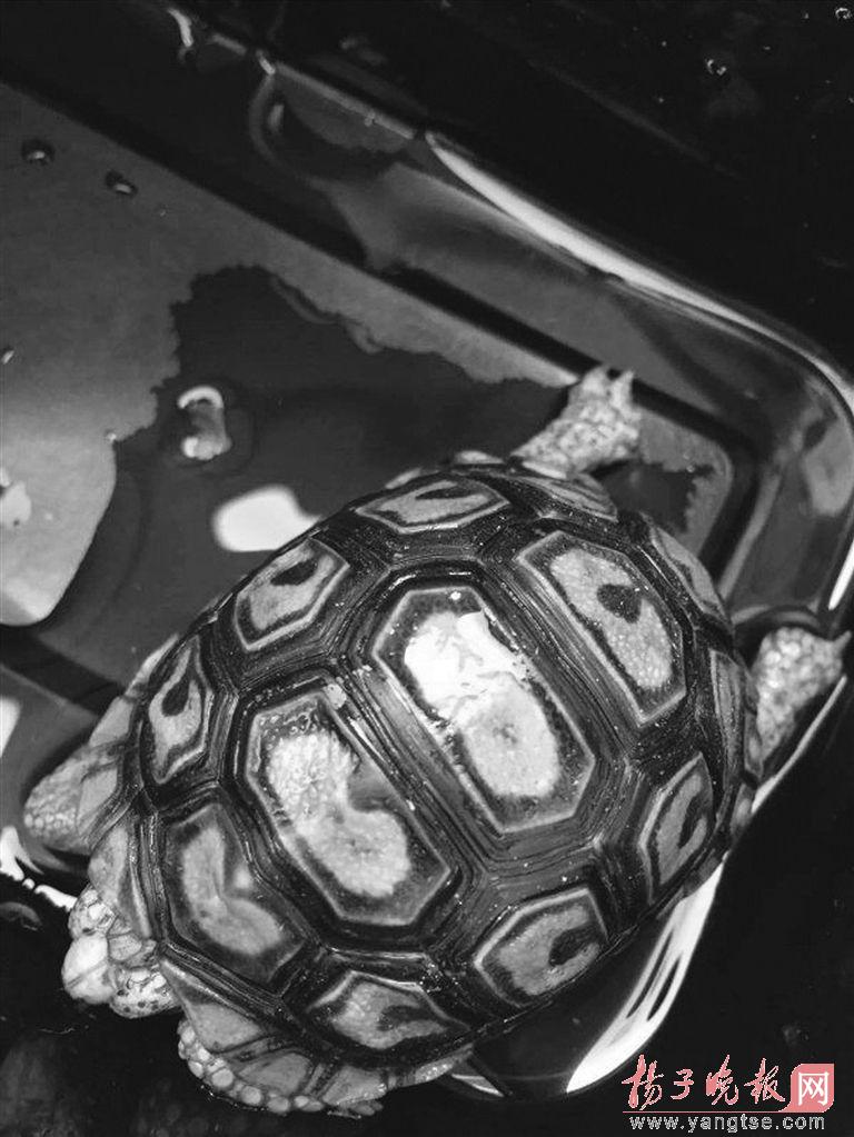 熊孩子偷偷拿爸爸微信买了只乌龟 竟是保护动