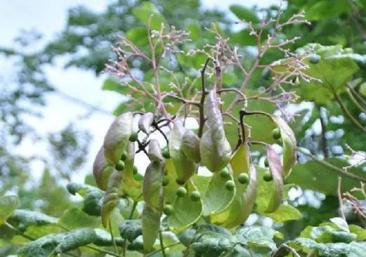 灭绝重生?金沙江畔突现云南梧桐 曾被认为在野