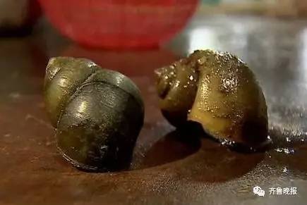 左边是田螺,右边是福寿螺