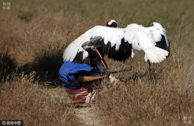 泰国boy逗弄黑熊被拖进去各种暴击,为什么总有